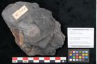 Foto (Objekt + Etikett) von Odontopteris minor Brongniart (NHMW-GEO-2024-0188-10714)